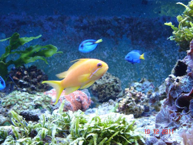 Anthias