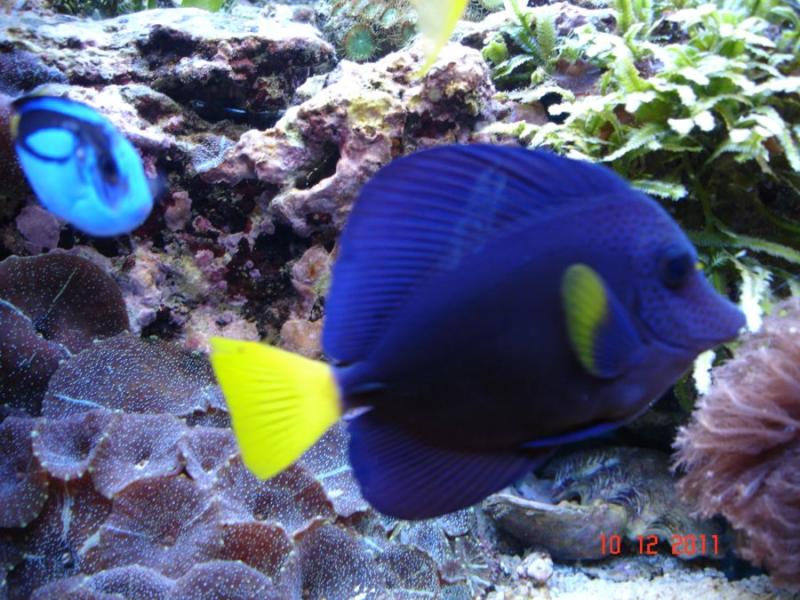 Xanthurum   Paracanthurus