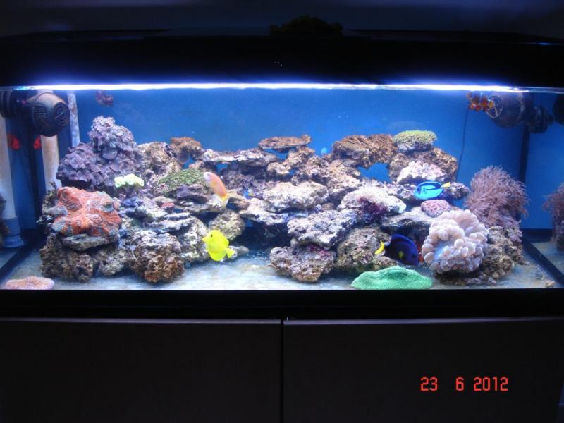 Acquario 7