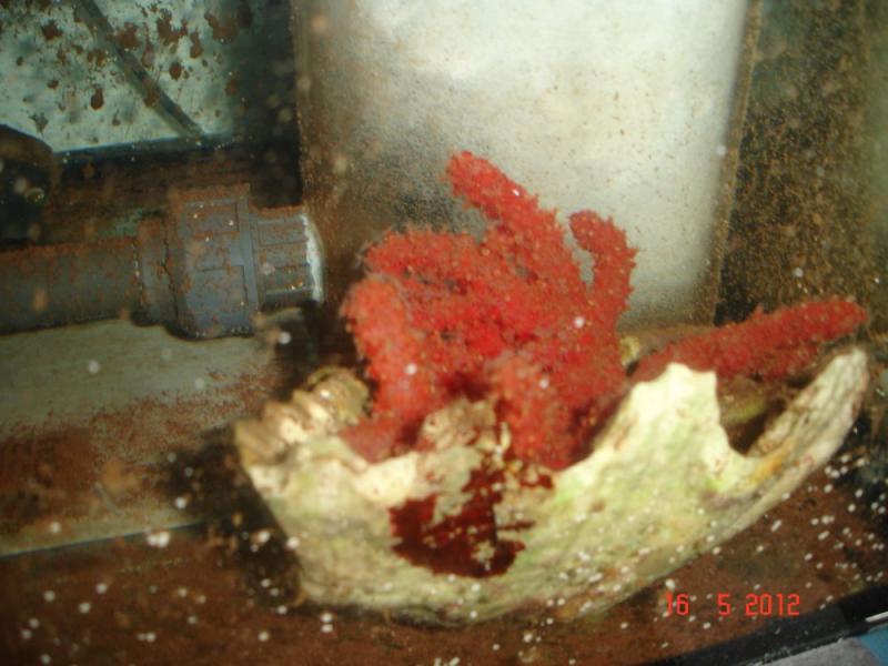 Alcyonum Palmatus