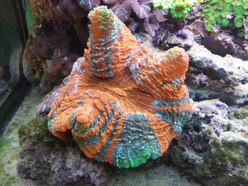 Cinaryna Desahesiana