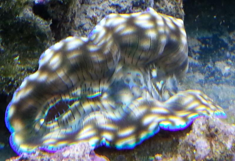 Tridacna derasa