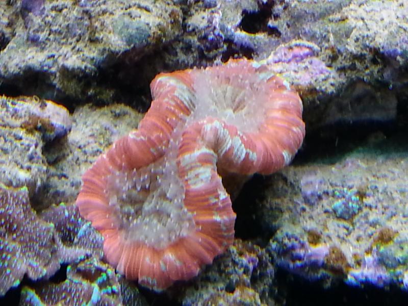 Trachyphyllia