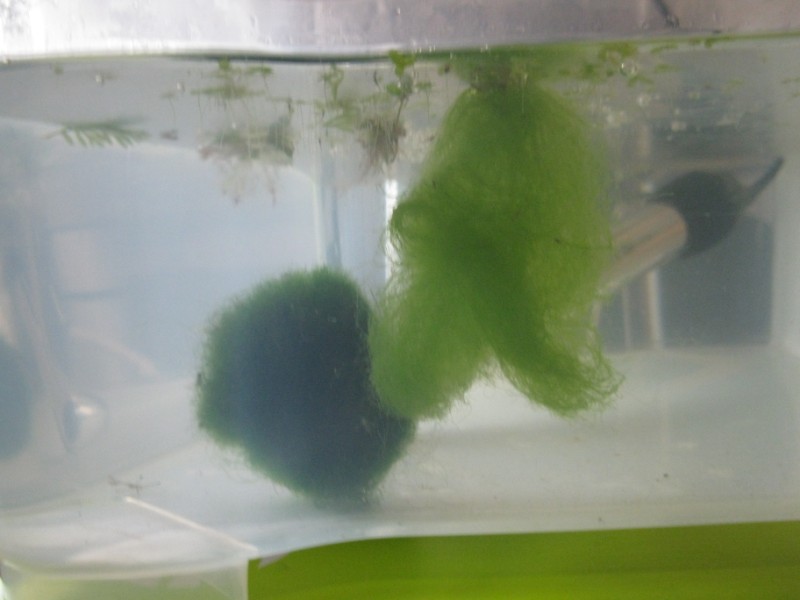 Cladophora e alghe filamentose ammassate per la formazione degli infusori e per fornire riparo agli avannotti.