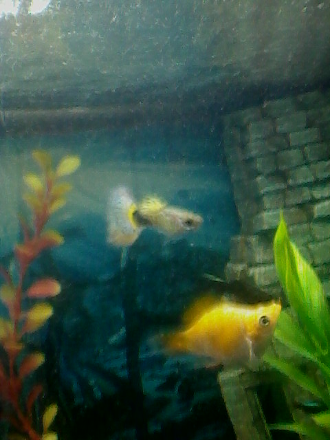 Foto 0005dd