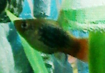 Foto 0005
