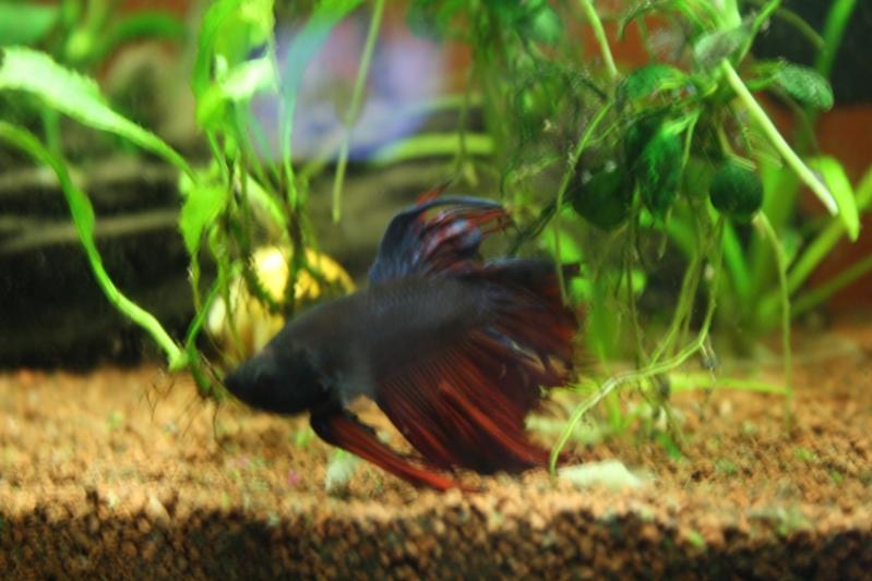 Il nuovo Betta Crowntail