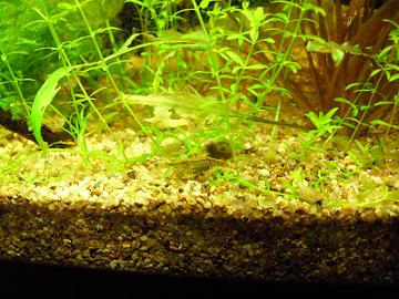 Caridina al pascolo