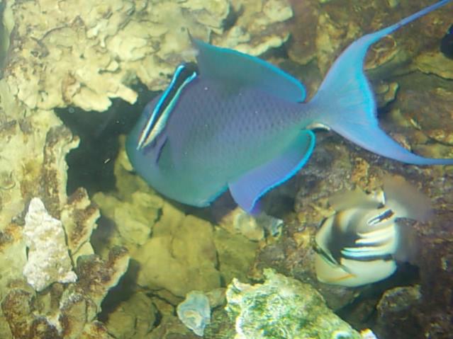 Acquario 2000 litri n.5 025