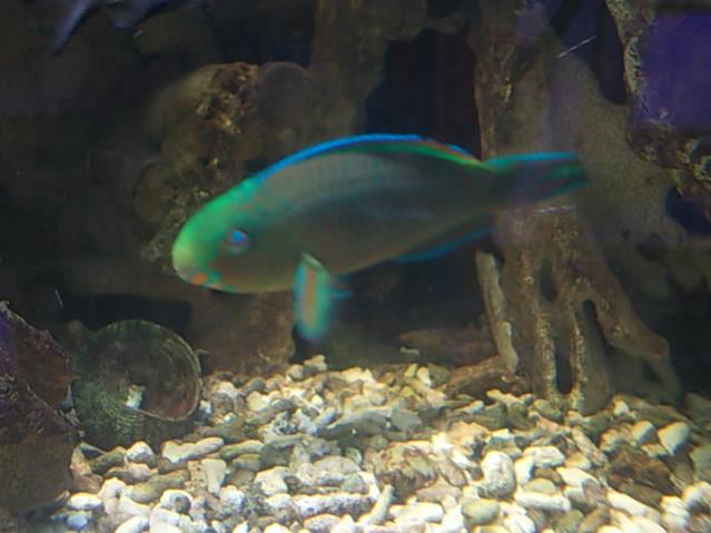 Acquario 2000 litri n.5 033