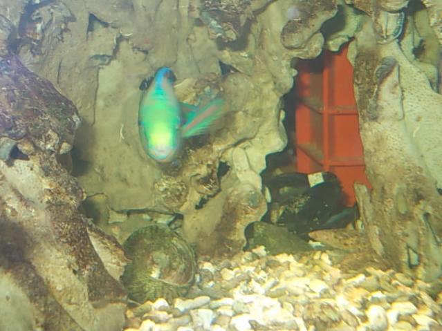 Acquario 2000 litri n.5 034