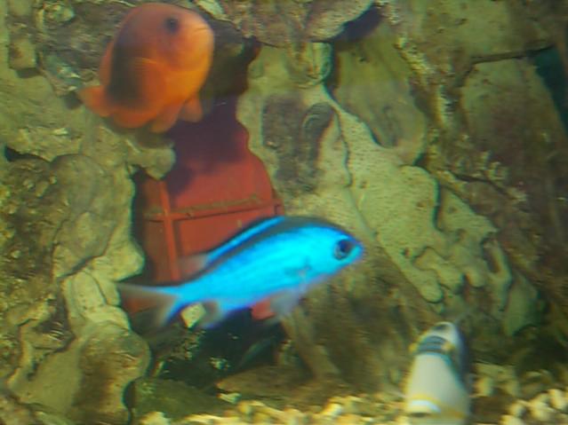 Acquario 2000 litri n.5 046