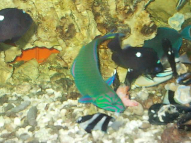 Acquario 2000 litri n.5 074