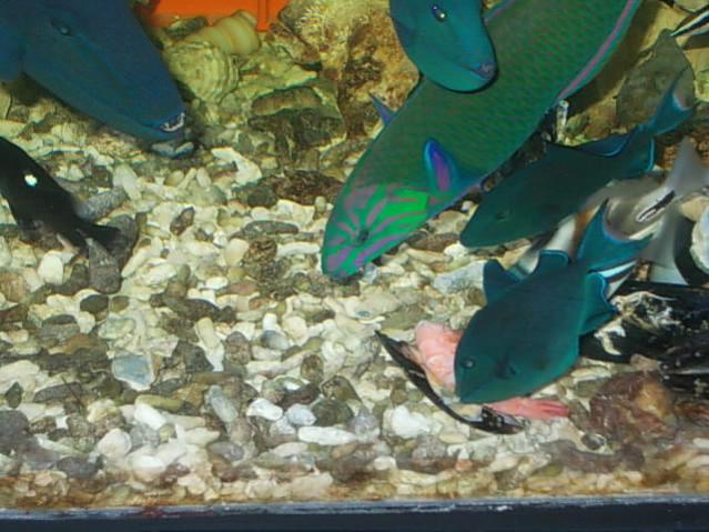 Acquario 2000 litri n.5 071