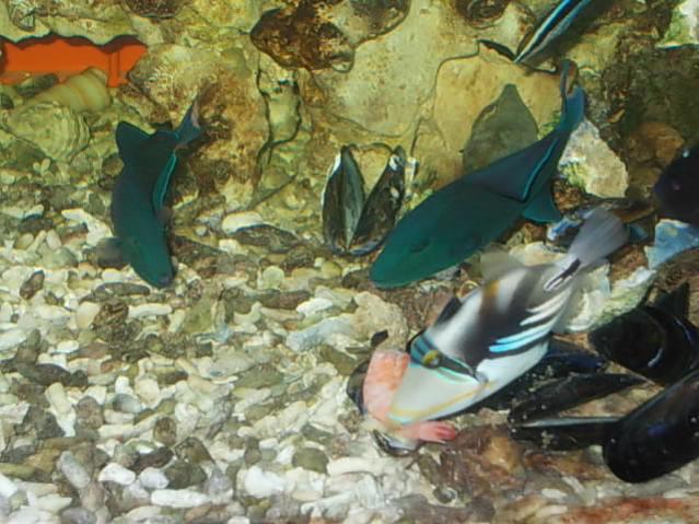 Acquario 2000 litri n.5 072