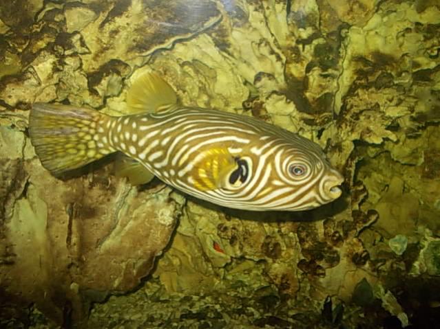 Acquario 2000 litri n.5 077