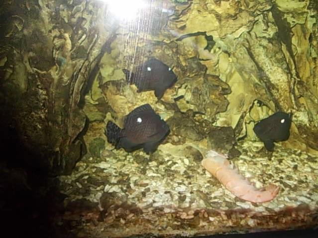 Acquario 2000 litri n.5 076