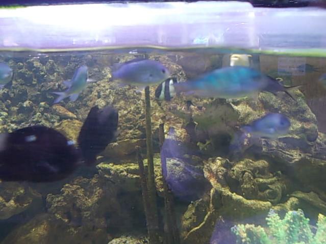 Acquario 2000 litri n.5 066