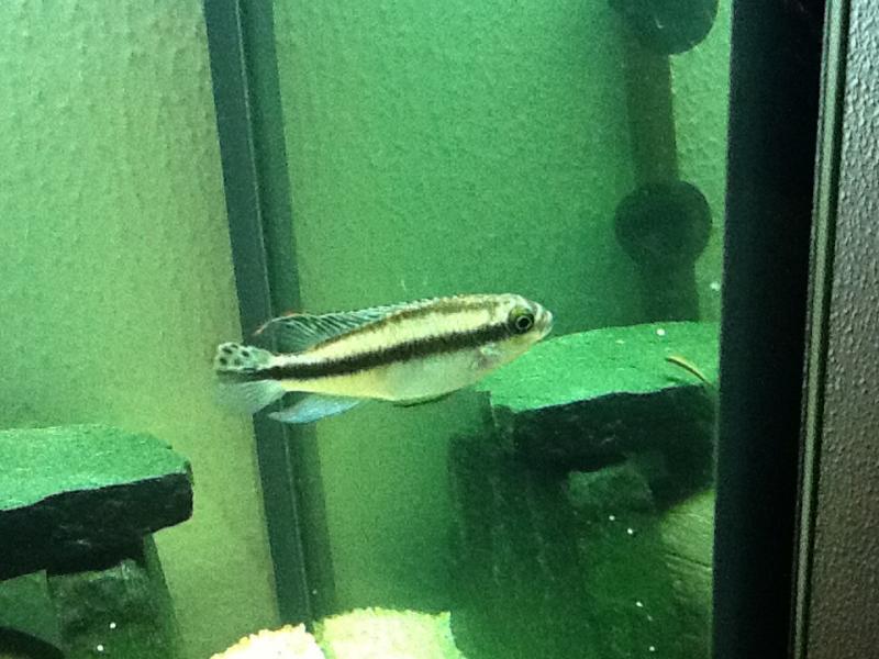 pelvicacrhomis pulcher