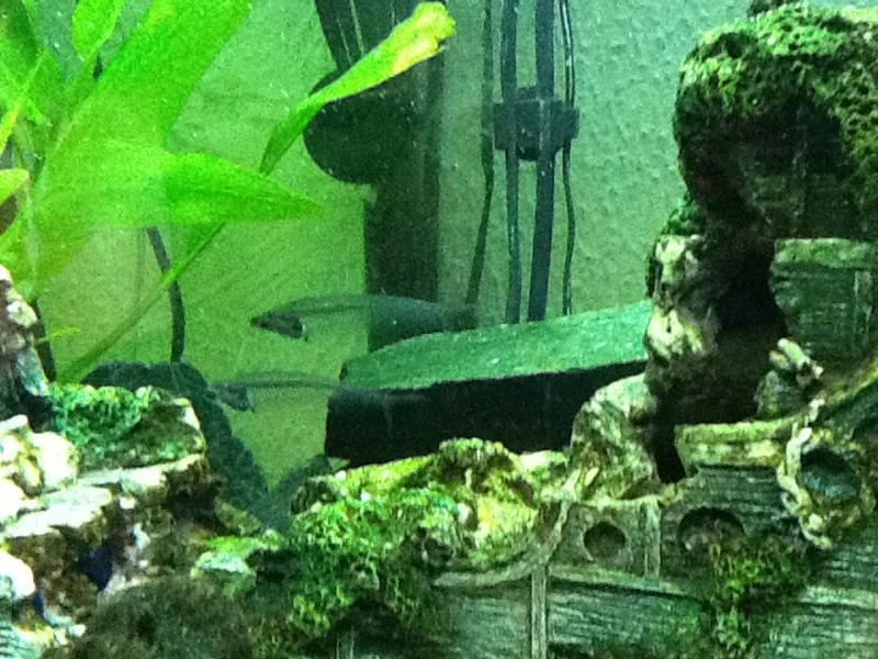 pesce fantasma