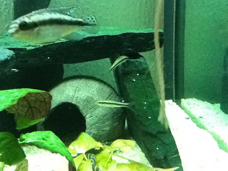 Otocinclus affinis-palvicacrhomis