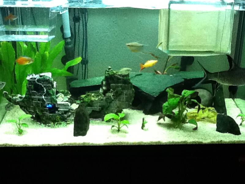 il mio acquario