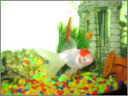 Fishes 001[1]