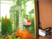 Fishes