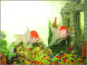 Fishes