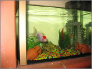 Fishes