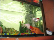 Fishes