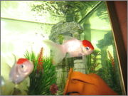 Fishes