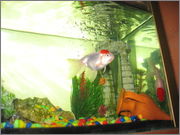 Fishes