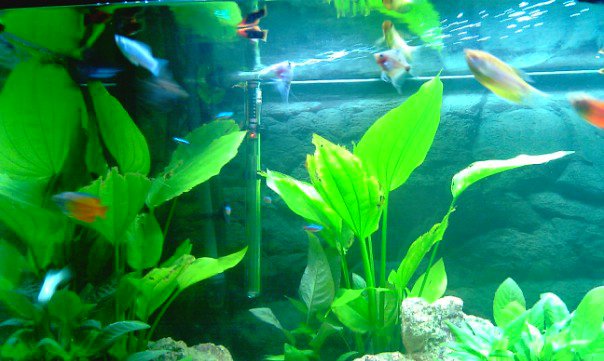 acquario1