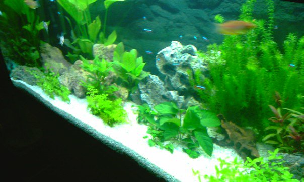 acquario3