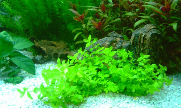 acquario4