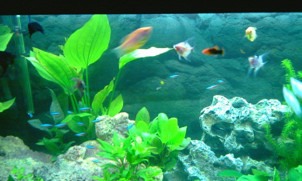 acquario5