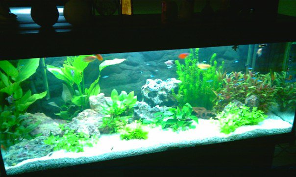 acquario6
