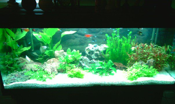 acuario2