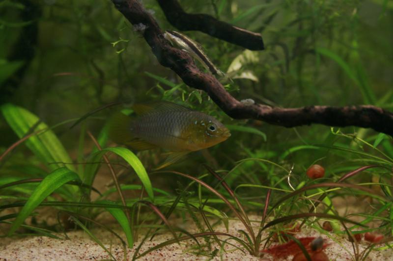 maschio di apistogramma borelli