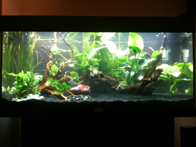 Acquario