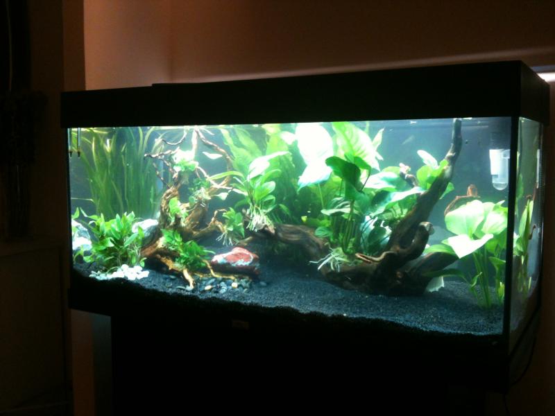 Acquario prime foto 011