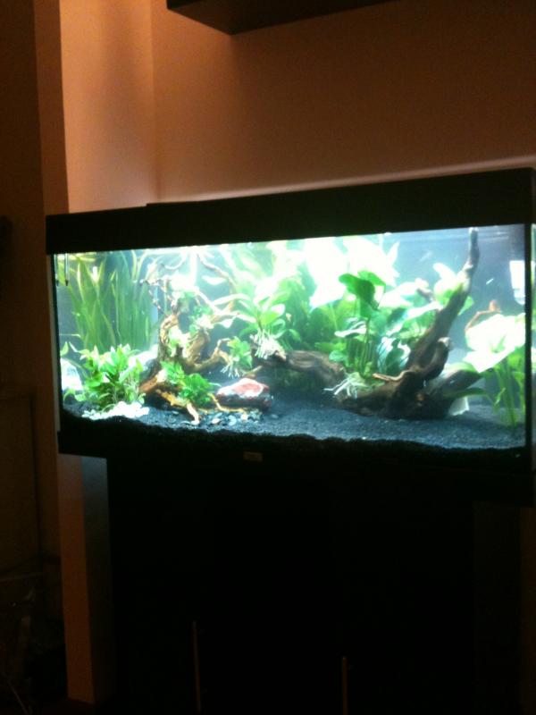 Acquario prime foto 012