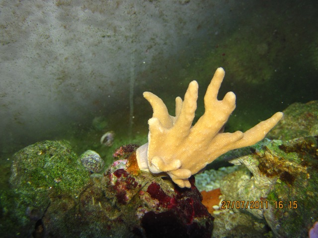 sinularia