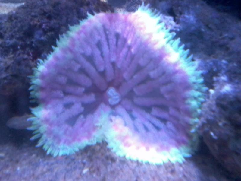 anemone