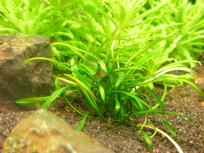 piccoli gamberetti crescono :-D
red cherry di 4 giorni
