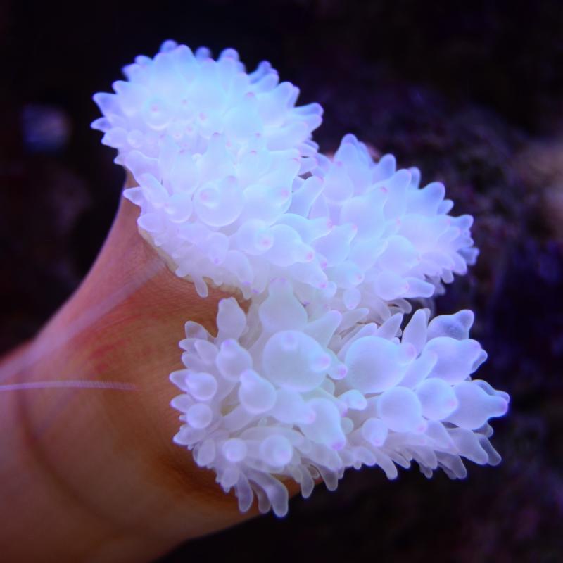 Entacmea Quadricolor