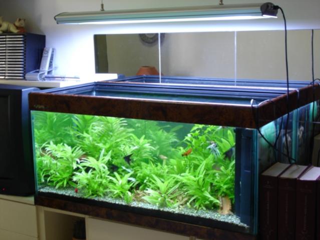 Acquario 1