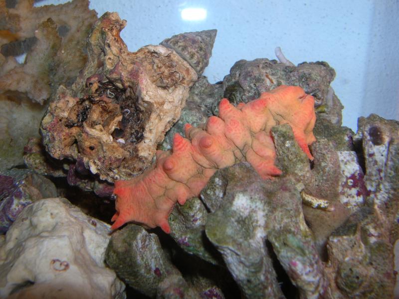 Pentacta Anceps