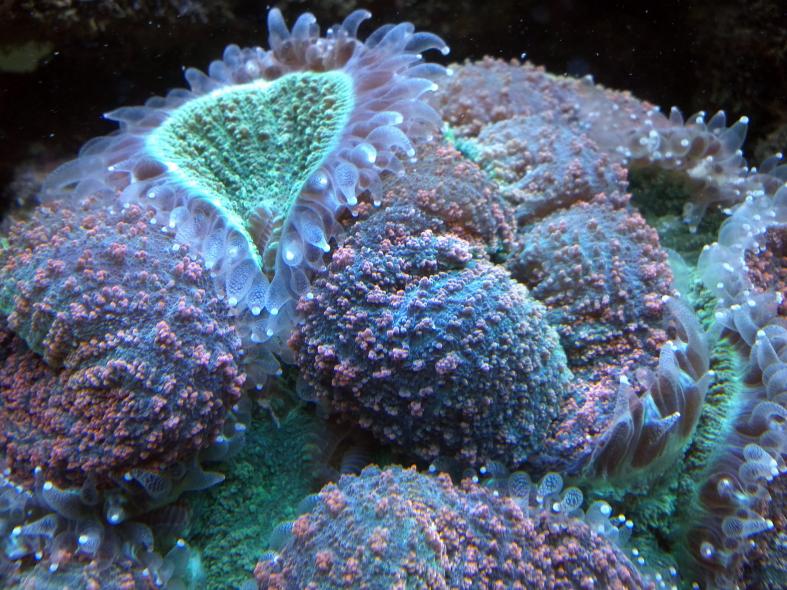 Trachyphyllia Geoffrey